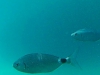 wp-1467527551859